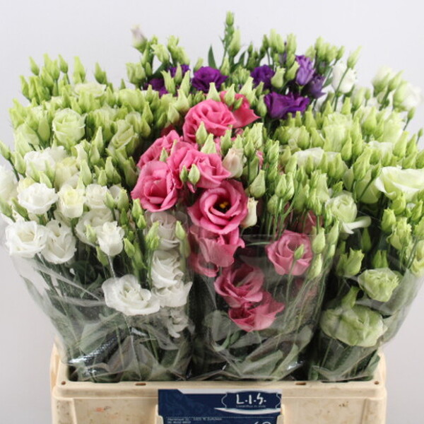 LISIANTHUS IMP. 65CM x10