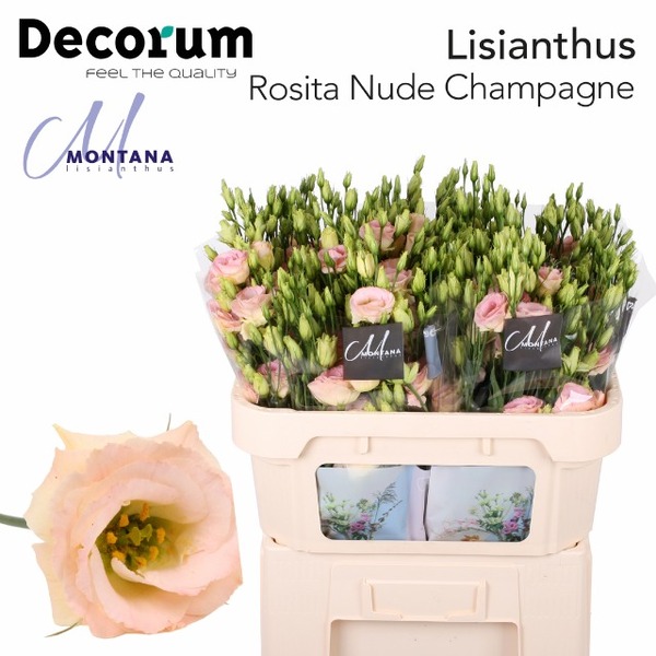 LISIANTHUS IMP. x10 ROSITA CHAMPAGNE