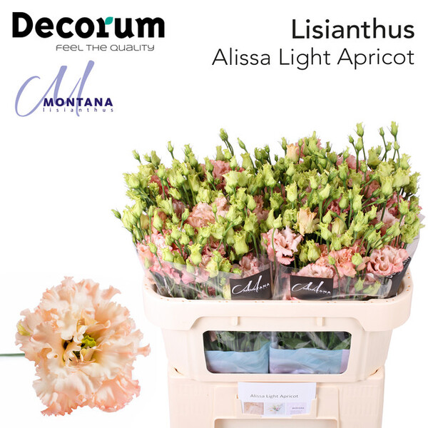 LISIANTHUS IMP. x10 *ALISSA L APRICOT*