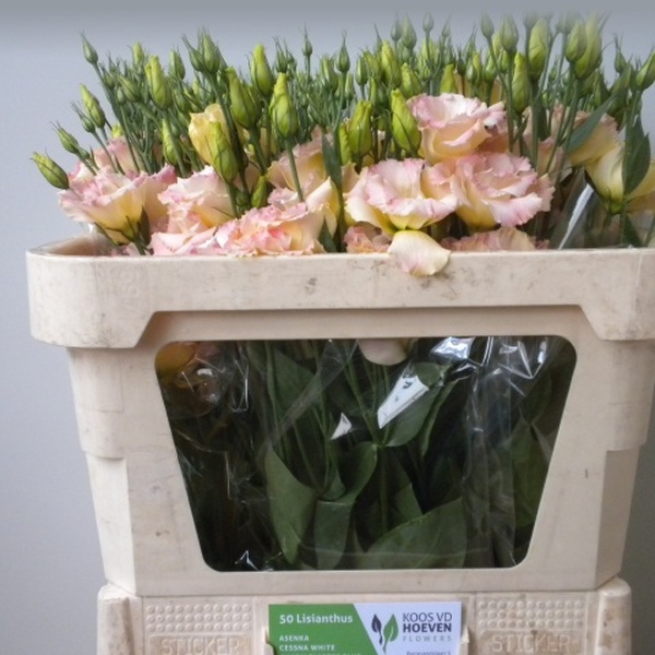 LISIANTHUS IMP. x10 *MEGAL CHAMPAGNE*