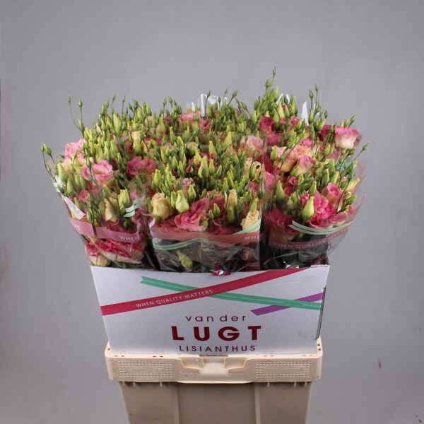 LISIANTHUS IMP. x10 MEGAL SHOSH CHAMPAGNE