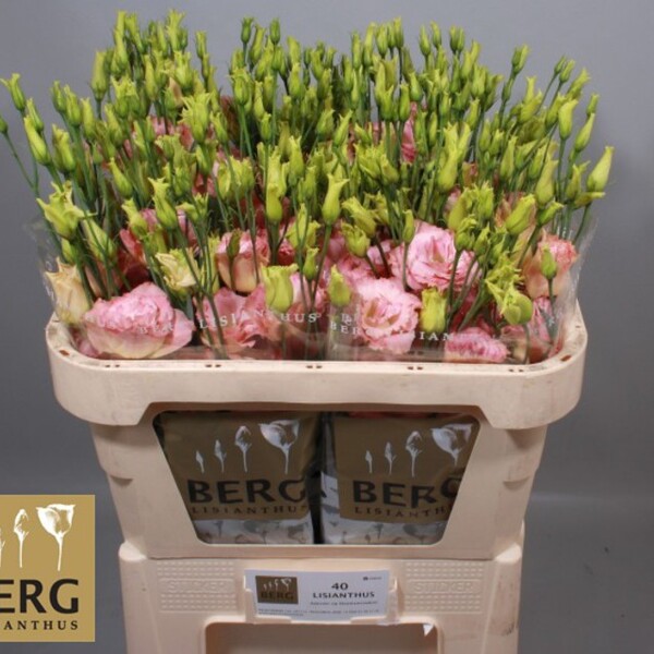 LISIANTHUS IMP. x10 REINA CHAMPAGNE