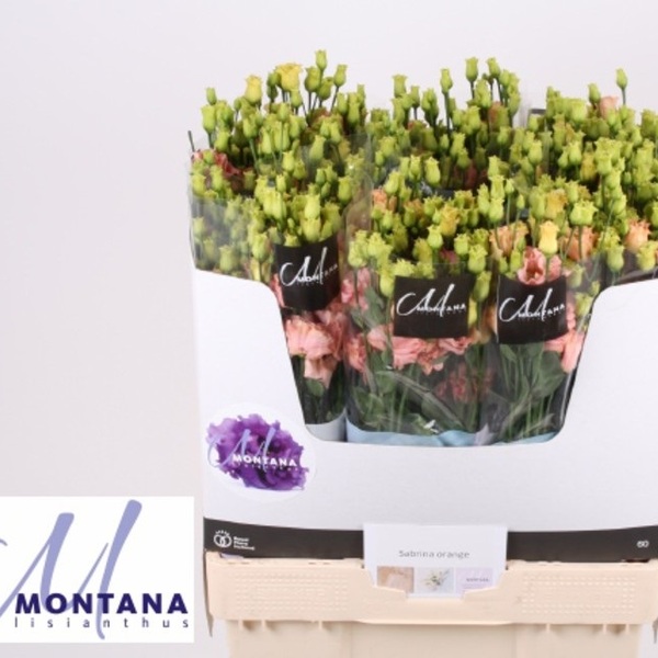 LISIANTHUS IMP. x10 *SABRINA ORANGE*