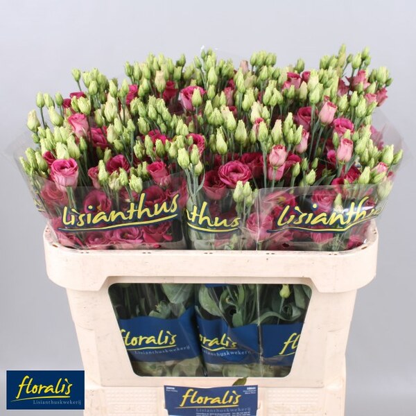 LISIANTHUS IMP. x10 VERMELL