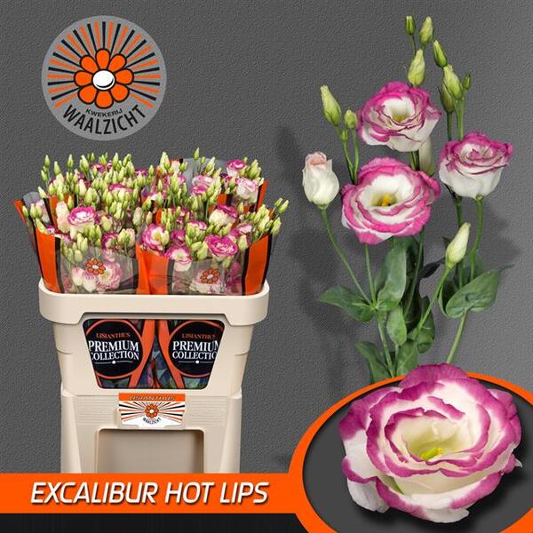 LISIANTHUS IMP. x10 XISPA ROSA