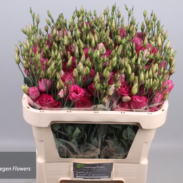LISIANTHUS IMP. x10 MAR CARMINE