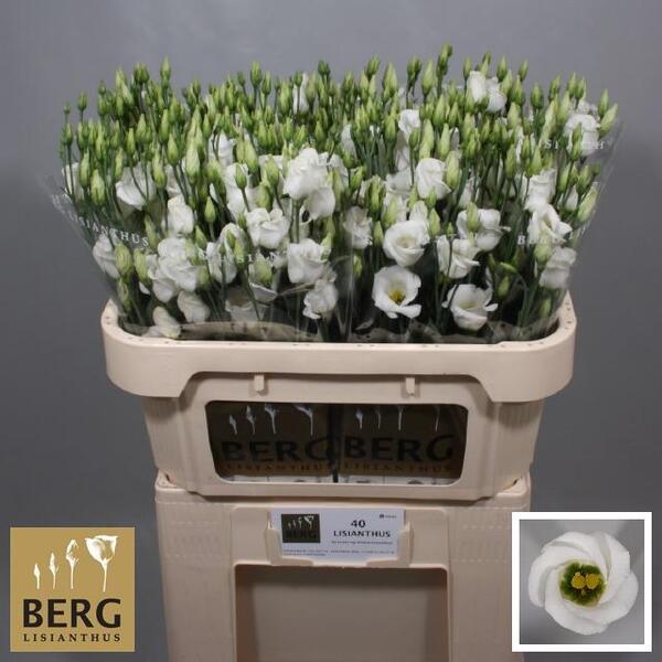 LISIANTHUS IMP. x10 BLANC PICCOLO