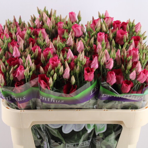 LISIANTHUS IMP. x10 PICO RED
