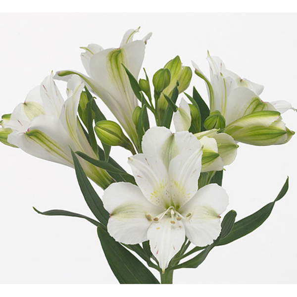 ALSTROMELIA SELECT BLANC
