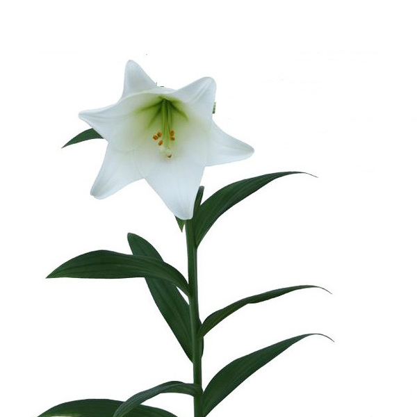 LONGUIFLORUM 1 FLOR