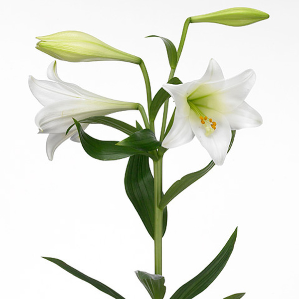 LONGUIFLORUM 2/3 FLORS