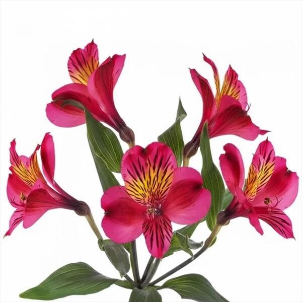 ALSTROMELIA SELECT FUCSIA