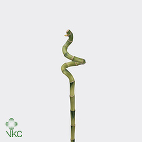LUCKY BAMBU ESPIRAL 50CM