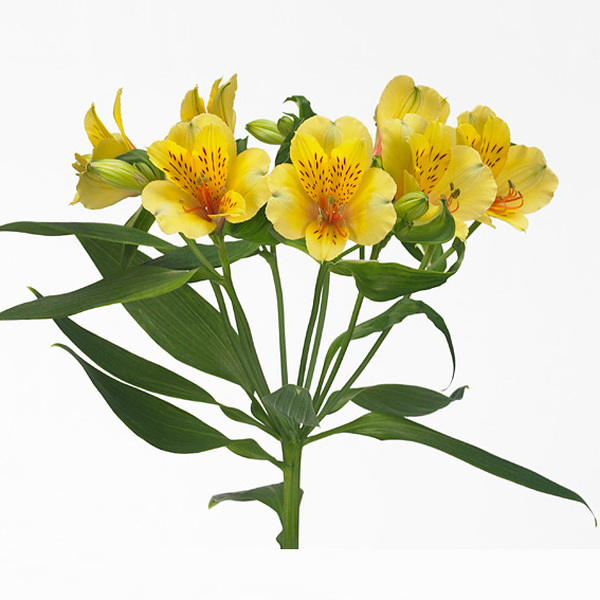 ALSTROMELIA SELECT GROC