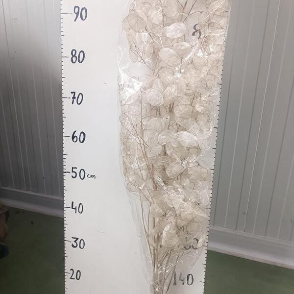 LUNARIA NACAR SECA 75CM