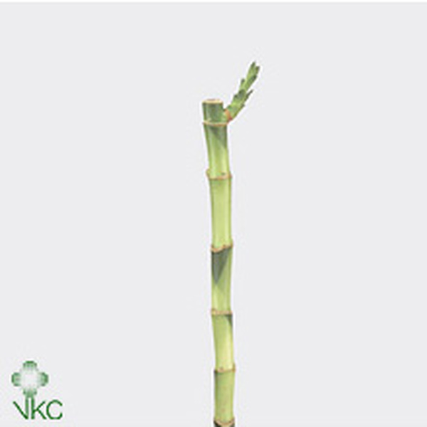 LUCKY BAMBU RECTE 50CM