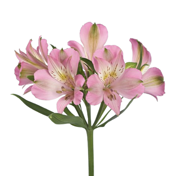 ALSTROMELIA SELECT ROSA