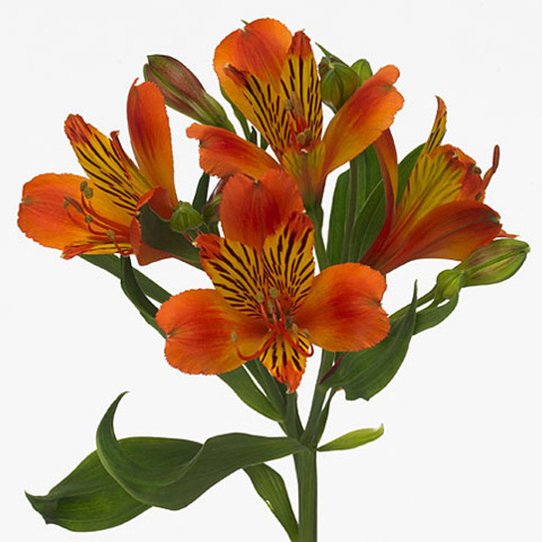 ALSTROMELIA SELECT TARONJA