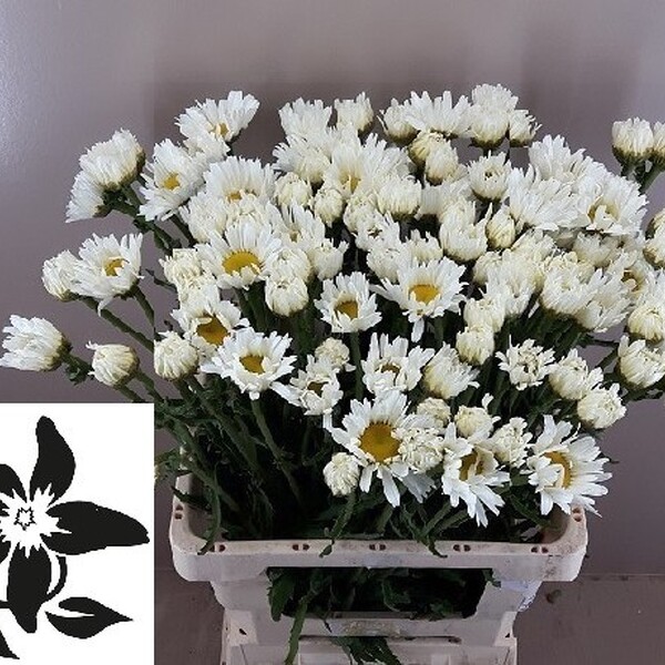 MARGARITA VULGARIS BLANCA 55CM