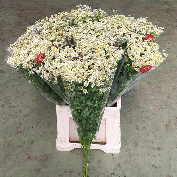 PAQUET MATRICARIA CAMAMILLA BLANC