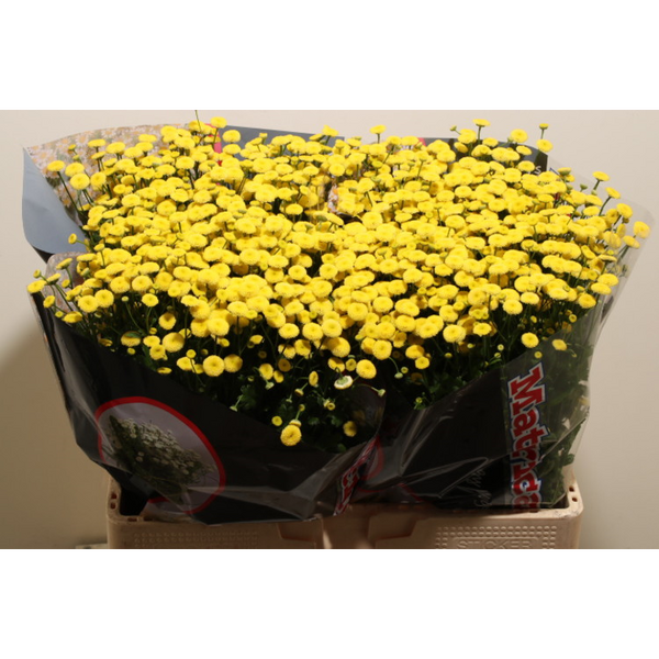 MATRICARIA GROC BOTONET