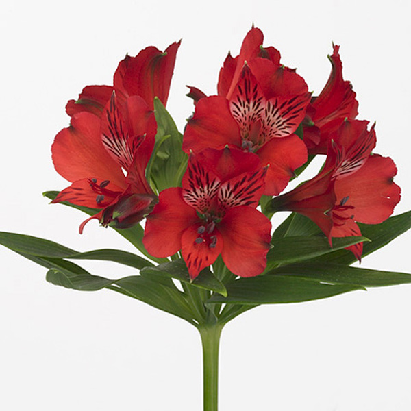 ALSTROMELIA SELECT VERMELLA