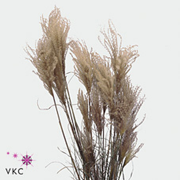 MISCANTHUS SINENSIS 110CM