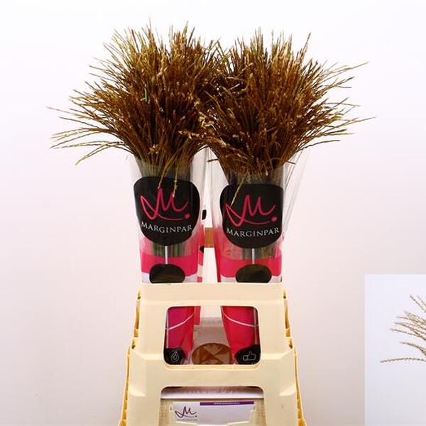 MISCANTHUS RED CLOUD 70CM