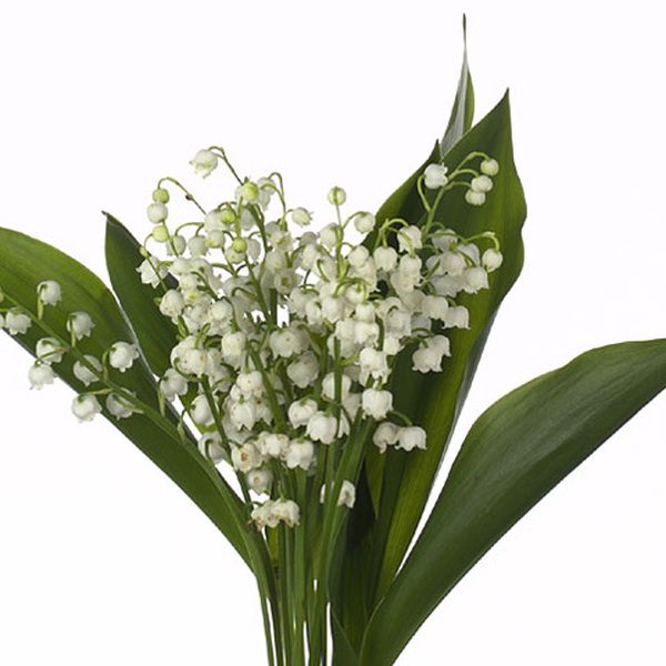 MUGUET