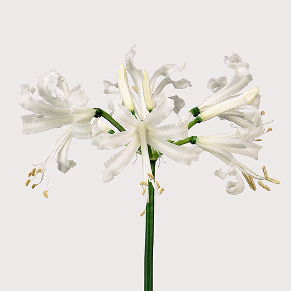 NERINE BLANC 70CM