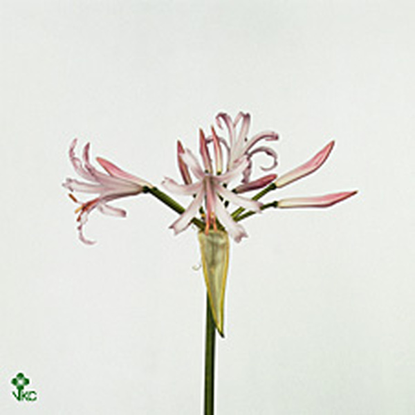 NERINE VESTA 70CM