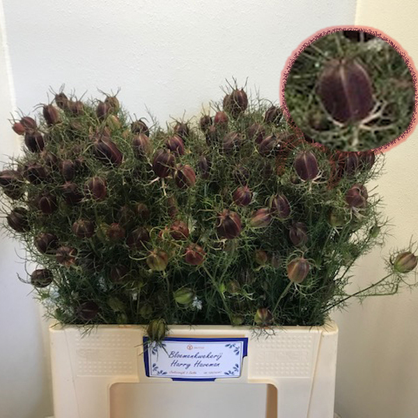 NIGELLA SEED RED 50CM