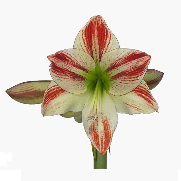 Amaryllis Ambiance
