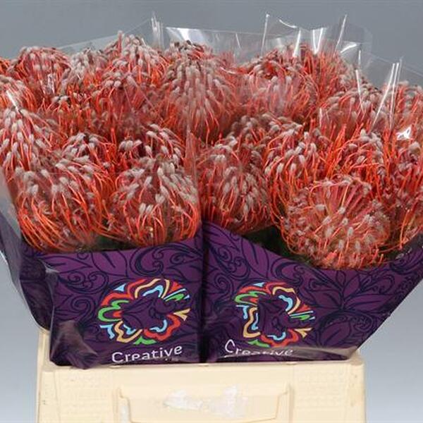 PROTEA NUTANS *SCARLET RIBBON* 40CM