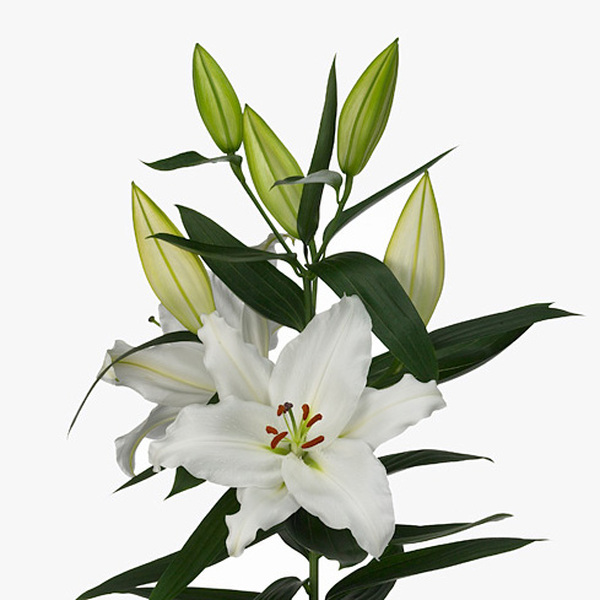 ORIENTAL BLANC NACIONAL