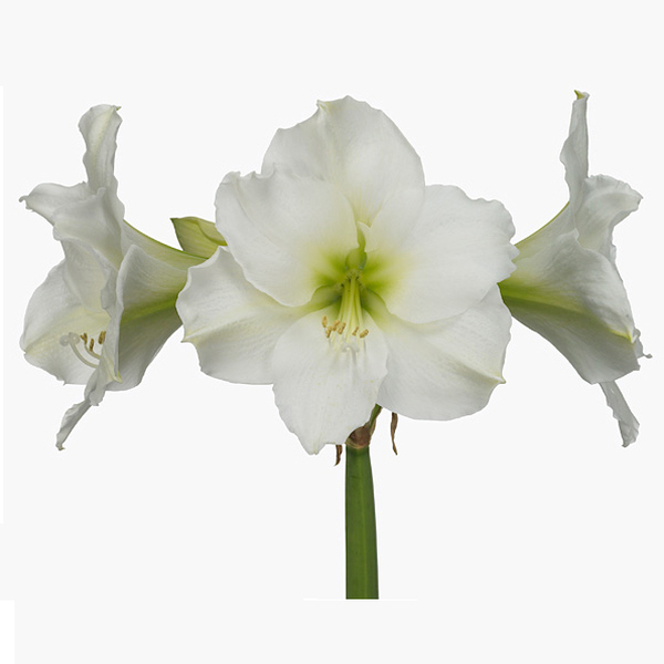 AMARYLLIS BLANC CRISHTMAS.GIFT X15