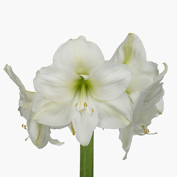 AMARYLLIS MONT BLANC ( X 10 BLANC )