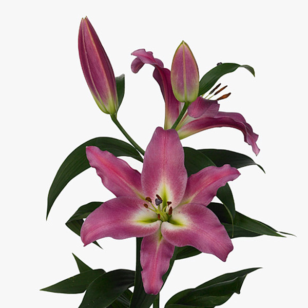 ORIENTAL ROSA NACIONAL X5TALLS