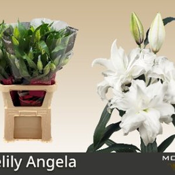ORIENTAL *ROSELILY ANGELA* flor doble!