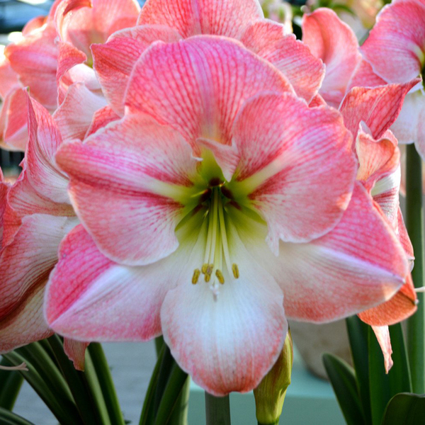 AMARYLLIS BLOSSOM BICOLOR (X12)