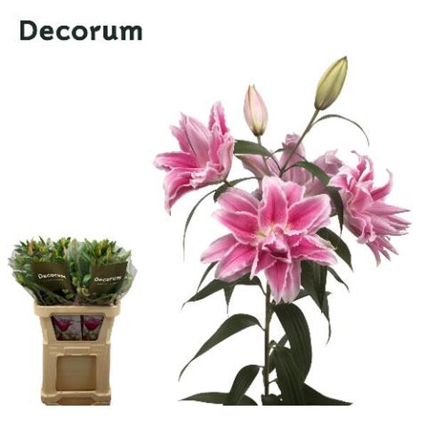 ORIENTAL *ROSELILY ISABELLA*  flor doble