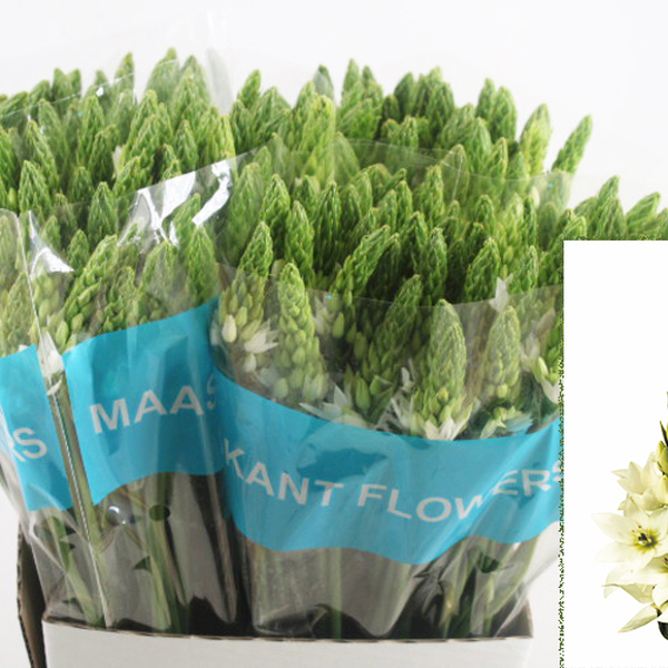 ORNITHOGALUM *MOUNT FUJI* 60CM