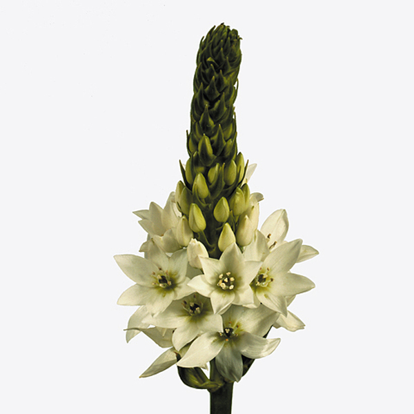 ORNITHOGALUM *MOUNT FUJI* 50CM