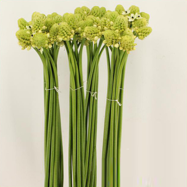 ORNITHOGALUM SAUNDERSIAE 90CM