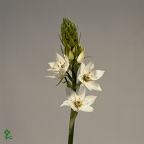 ORNITHOGALUM THYRSOIDES 55CM