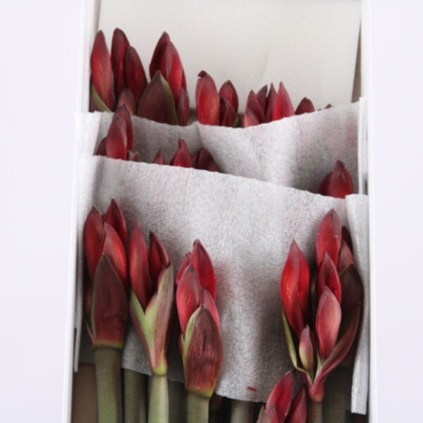 AMARYLLIS CP RAPIDO X 20 