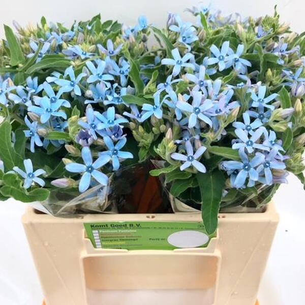 OXYPETALUM HEAVENBORROW 40CM