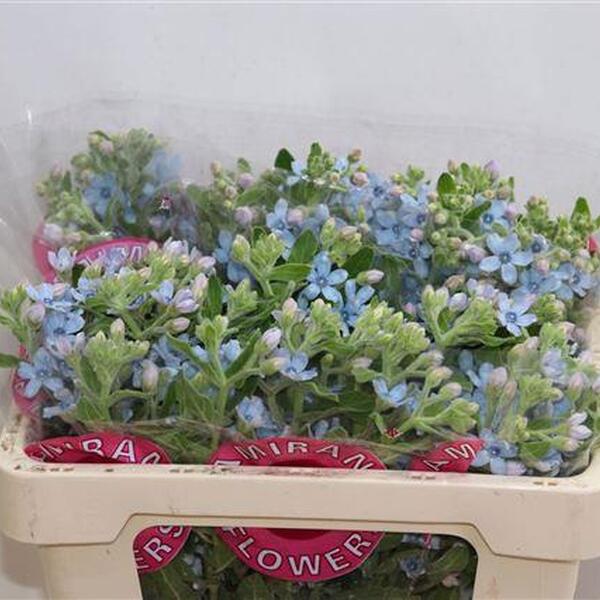 OXYPETALUM HEAVENBORROW 50CM