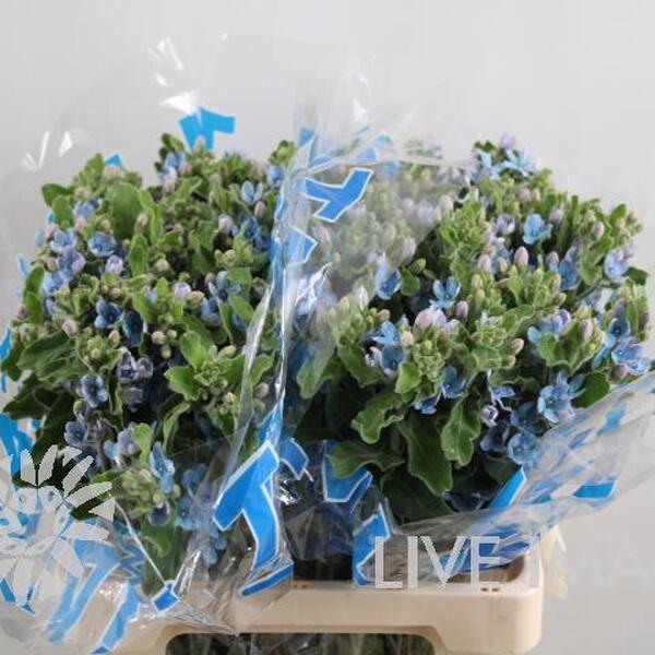 OXYPETALUM TANIOKA PURE BLUE 60CM