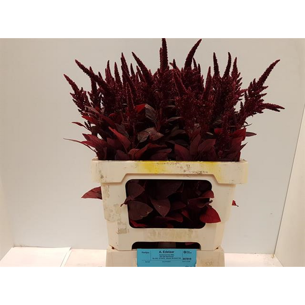 AMARANTHUS CRUENTUS VELVET 60CM